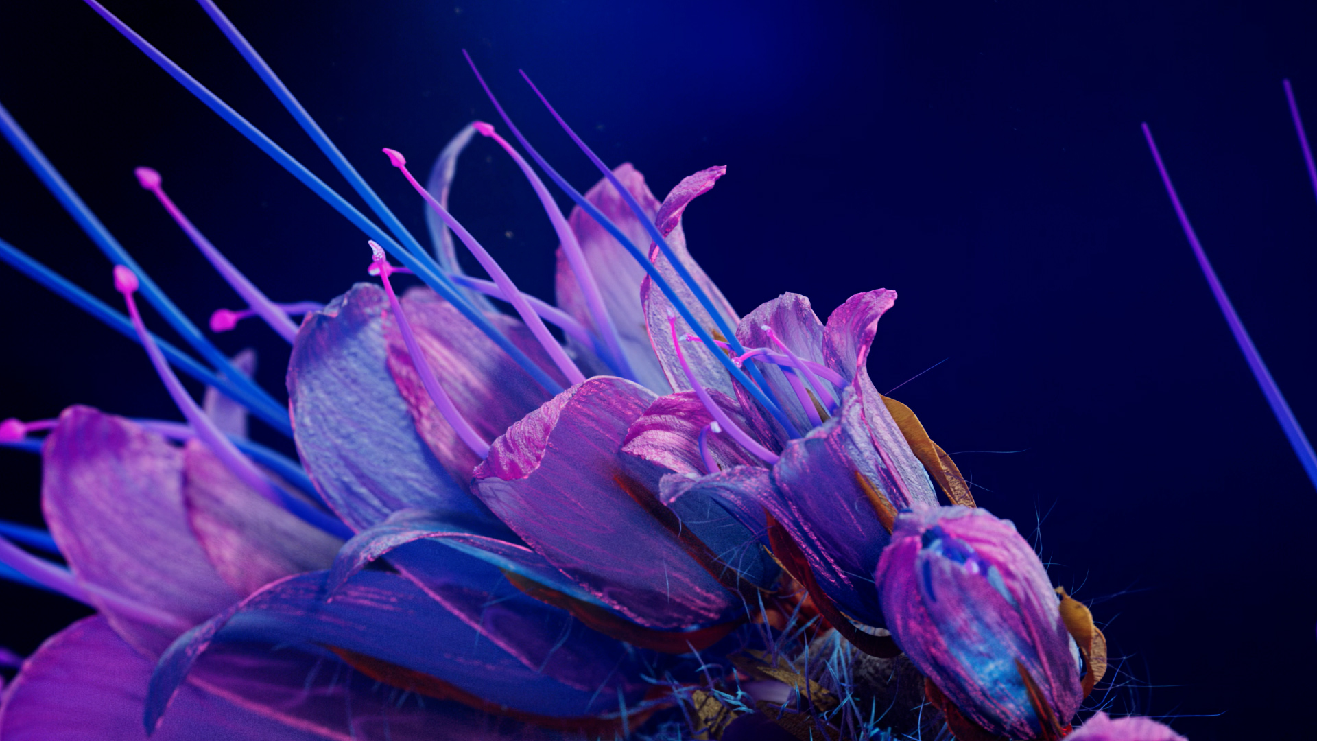 Phacelia_01